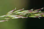 Giant cutgrass